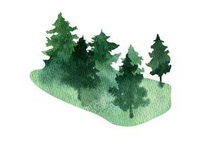 Hand drawn watercolor fir tree forest landscape clipart vector