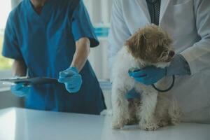 Vet examining dog and cat. Puppy and kitten at veterinarian doctor. Animal clinic. Pet check up and vaccination. Health care. photo