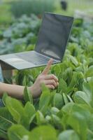 asiático mujer granjero utilizando digital tableta en vegetal jardín a invernadero, negocio agricultura tecnología concepto, calidad inteligente agricultor. foto