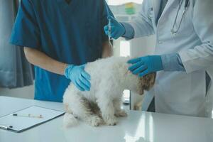 Vet examining dog and cat. Puppy and kitten at veterinarian doctor. Animal clinic. Pet check up and vaccination. Health care. photo