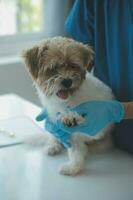 Vet examining dog and cat. Puppy and kitten at veterinarian doctor. Animal clinic. Pet check up and vaccination. Health care. photo