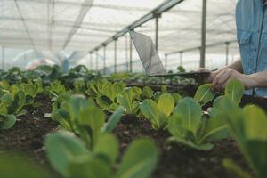 A black female farmer using a tablet smiling friendly at the organic vegetable plots inside the nursery.African woman Taking care of the vegetable plot with happiness in greenhouse using technology. photo