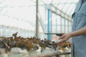 asiático mujer granjero utilizando digital tableta en vegetal jardín a invernadero, negocio agricultura tecnología concepto, calidad inteligente agricultor. foto