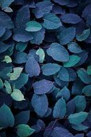 blue japanese knotweed plant leaves in winter season, blue background photo