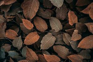 brown japanese knotweed plant leaves in autumn season, brown background photo