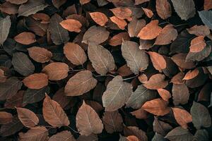 brown japanese knotweed plant leaves in autumn season, brown background photo