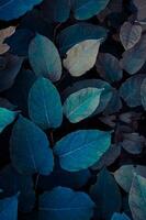 azul japonés knotweed planta hojas en invierno estación, azul antecedentes foto