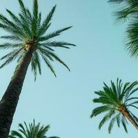 palm trees with blue sky background, tropical climate photo
