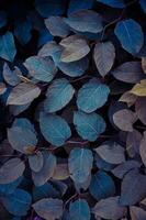 blue japanese knotweed plant leaves in winter season, blue background photo