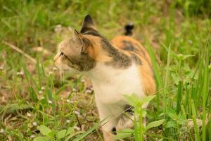 naranja atigrado gato caminando fuera de en el hierba.de lado gato foto