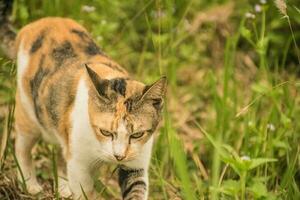 naranja atigrado gato caminando fuera de en el césped foto