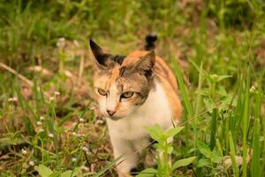 Orange Tabby cat walking outside in the grass photo