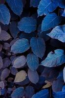 blue japanese knotweed plant leaves in winter season, blue background photo