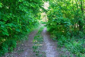 Photography on theme beautiful footpath in wild foliage woodland photo