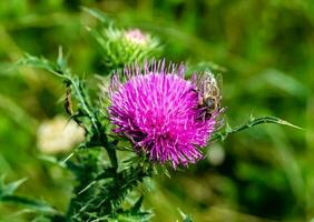 Beautiful wild flower winged bee on background foliage meadow photo