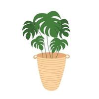 Vector monstera plant in pot isolated. Flat style monstera tree in wicker pot