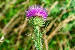 Hermosa flor creciente cardo de raíz de bardana en pradera de fondo foto