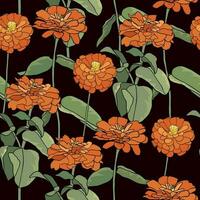 Pattern with common zinnia. Orange elegant zinnia flower on black background vector