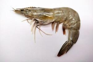 Fresh raw prawn isolated on white background photo