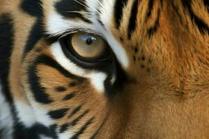 Tiger nose closeup eye. Generate Ai photo