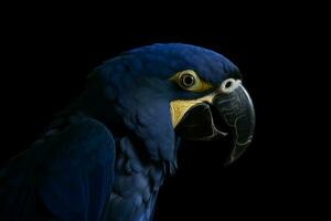 Hyacinth macaw. Generate Ai photo