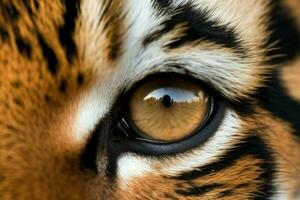 Tiger nose closeup. Generate Ai photo