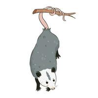 Cute opossum isolated on a white background. Vector graphics.