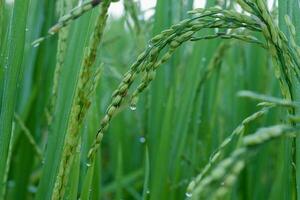 cerca arriba gotas de agua en arroz campo en el Mañana. arroz campo en tailandia foto