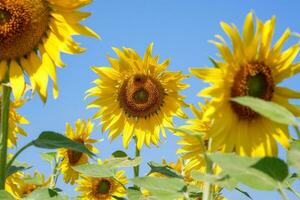 de cerca girasol en un azul cielo antecedentes. amarillo flores paisaje. foto