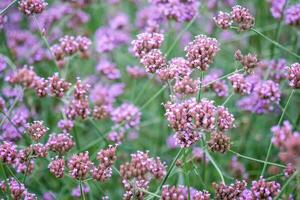 cerca arriba de un floreciente verbena flores en Lun mermelada chiang mai excursión atracción en tailandia Violeta verbena es flor en lluvia estación. púrpura flor en el jardín. verbena flores campo. foto