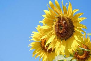 de cerca girasol en un azul cielo antecedentes. amarillo flores paisaje. foto