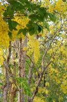 casia fístula o dorado ducha árbol en jardín. casia fístula flores, amarillo flores, dorado ducha árbol, verano flores, tailandés flor. foto