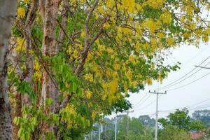 Cassia fistula or golden shower tree in garden. Cassia fistula flowers, yellow flowers, golden shower tree, summer flowers, Thai flower. photo