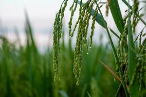 Close up drops of water on rice field in the morning. Rice field in thailand. photo