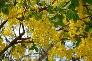 de cerca casia fístula o dorado ducha árbol en jardín. casia fístula flores, amarillo flores, dorado ducha árbol, verano flores, tailandés flor. foto