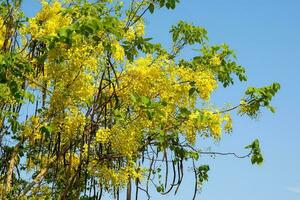Golden shower tree, full of bright yellow flowers, inflorescences hanging downwards is the national tree of Thailand Because the yellow color represents Buddhism and glory as well. photo