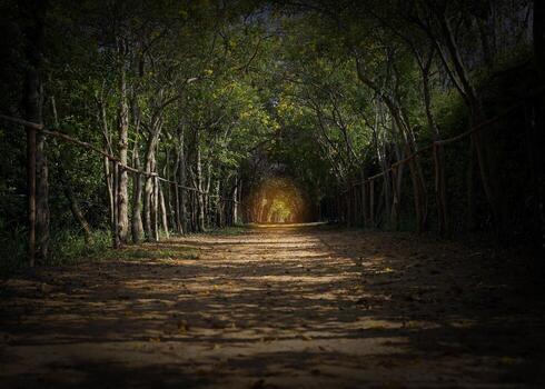 Light at the end of the tree tunnel Compare with the expression There's a light at the end of the tunnel, which has the meaning of encouraging that every problem has a solution. photo