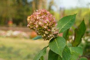 Hydrangea is a unique and beautiful flower. It can change color according to the acid-base value of the soil. And good meaning, used instead of thank you, popular as a bouquet of flowers for the bride photo