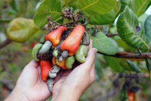 Cashew fruit in the hands of farmers. The fruit looks like rose apple or pear. The young fruit is green. When ripe, it turns red-orange. At the end of the fruit there is a seed, shaped like a kidney. photo