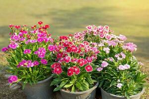 Dianthus is a flowering plant with double flowers and single layer flowers. The petals are jagged, like a sawtooth. There are many colors, pink, white, red, purple or two colors in one flower. photo