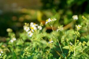 biden alba is a grass flower that grows on the side of the road sensitive to the wind Compared to love that is full of freedom. soft and selective focus. photo