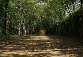 ligero a el final de el árbol túnel comparar con el expresión hay un ligero a el final de el túnel, cuales tiene el sentido de alentador ese cada problema tiene un solución. foto