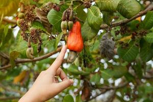 A gardener points his hand at the cashew fruit on the tree. The fruit looks like rose apple or pear. At the end of the fruit there is a seed, shaped like a kidney photo