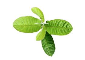 A green guava leaves of a plant in white a white ground, leaf of a plant transparent background photo