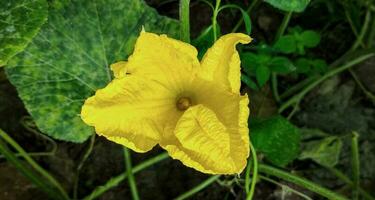 A yellow pumpkin flower with green leaves and a yellow center is shown, pumpkin, flower, green, yellow, nature, agriculture, garden, natural, vegetable, background, photo