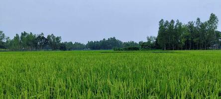 un verde arroz campo con un azul cielo y arboles en el antecedentes foto