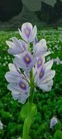 violet flower, hyacinth flower close up photography, rainy season, , japan, japanese flower, beautiful nature landscape, leaf pattern,river flowers, blossom photos, nature, blossom, bloom, spring, photo