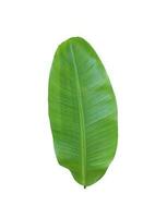 Green banana leaves on a white transparent background, green leaves, leaves, transparent png photo