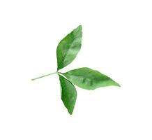 Green leaves on a white transparent background, green leaves, leaves, transparent png photo