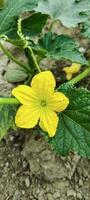 yellow flowers in the garden, yellow flower with drops, Bangi flower, yellow pumpkin flowers with green leaves photo